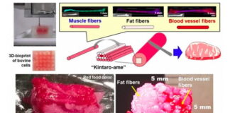 Research Paper on Original Tissue Modeling Technology Using 3D Printing Featured in Nature Communications