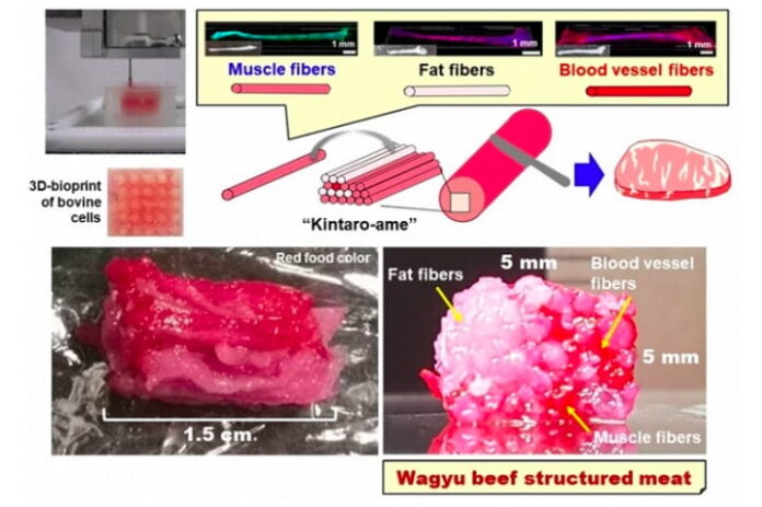 Research Paper on Original Tissue Modeling Technology Using 3D Printing Featured in Nature Communications